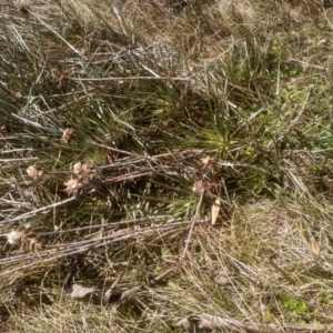 Celmisia pugioniformis at Charlotte Pass, NSW - 27 Nov 2022