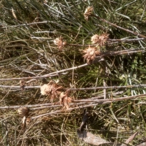 Celmisia pugioniformis at Charlotte Pass, NSW - 27 Nov 2022 10:12 AM