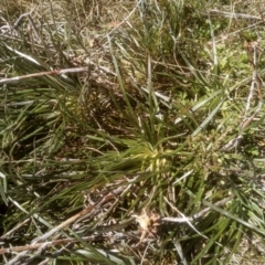 Celmisia pugioniformis at Charlotte Pass, NSW - 27 Nov 2022