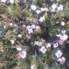 Pimelea alpina (Alpine Rice-flower) at Ngarigo, NSW - 27 Nov 2022 by mahargiani