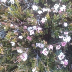 Pimelea alpina (Alpine Rice-flower) at Kosciuszko National Park - 27 Nov 2022 by mahargiani