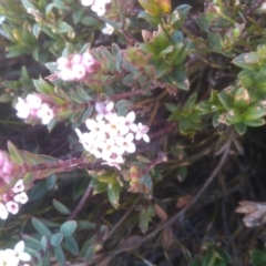 Pimelea alpina at Ngarigo, NSW - 27 Nov 2022