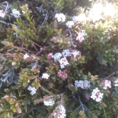 Pimelea alpina at Ngarigo, NSW - 27 Nov 2022