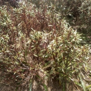 Tasmannia xerophila subsp. xerophila at Ngarigo, NSW - 27 Nov 2022 12:23 PM