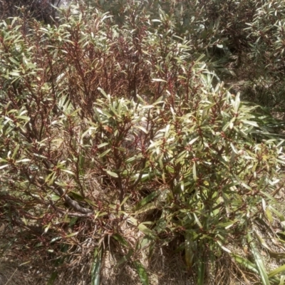 Tasmannia xerophila subsp. xerophila (Alpine Pepperbush) at Ngarigo, NSW - 27 Nov 2022 by mahargiani