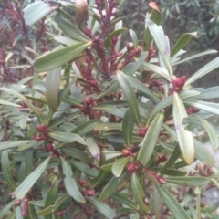 Tasmannia xerophila subsp. xerophila at Ngarigo, NSW - 27 Nov 2022