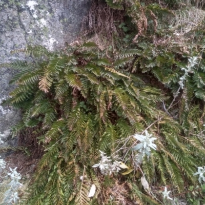 Polystichum proliferum (Mother Shield Fern) at Kosciuszko National Park - 27 Nov 2022 by mahargiani