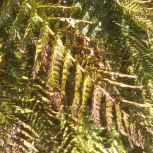 Polystichum proliferum at Ngarigo, NSW - 27 Nov 2022