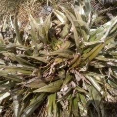 Astelia psychrocharis at Kosciuszko National Park - 27 Nov 2022 by mahargiani