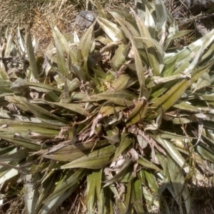 Astelia psychrocharis at Perisher Valley, NSW - 27 Nov 2022 01:50 PM