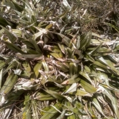 Astelia psychrocharis at Perisher Valley, NSW - 27 Nov 2022 01:50 PM