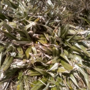 Astelia psychrocharis at Perisher Valley, NSW - 27 Nov 2022 01:50 PM