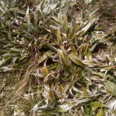 Astelia psychrocharis at Perisher Valley, NSW - 27 Nov 2022 01:50 PM