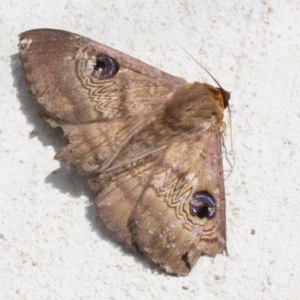 Dasypodia selenophora at Macarthur, ACT - 27 Nov 2022