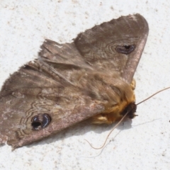 Dasypodia selenophora at Macarthur, ACT - 27 Nov 2022