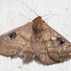 Dasypodia selenophora at Macarthur, ACT - 27 Nov 2022