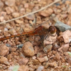 Diplacodes bipunctata at Isabella Plains, ACT - 27 Nov 2022 12:53 PM