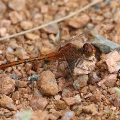 Diplacodes bipunctata (Wandering Percher) at Upper Stranger Pond - 27 Nov 2022 by RodDeb