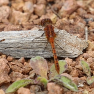 Diplacodes bipunctata at Isabella Plains, ACT - 27 Nov 2022 12:53 PM