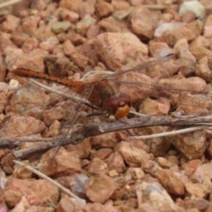 Diplacodes bipunctata at Isabella Plains, ACT - 27 Nov 2022