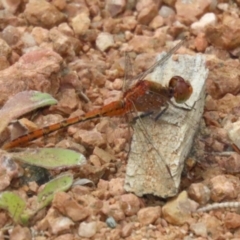 Diplacodes bipunctata at Isabella Plains, ACT - 27 Nov 2022 12:53 PM