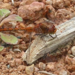 Diplacodes bipunctata at Isabella Plains, ACT - 27 Nov 2022