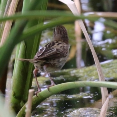 Poodytes gramineus (Little Grassbird) at Upper Stranger Pond - 27 Nov 2022 by RodDeb