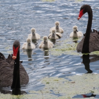 Cygnus atratus (Black Swan) at Upper Stranger Pond - 27 Nov 2022 by RodDeb