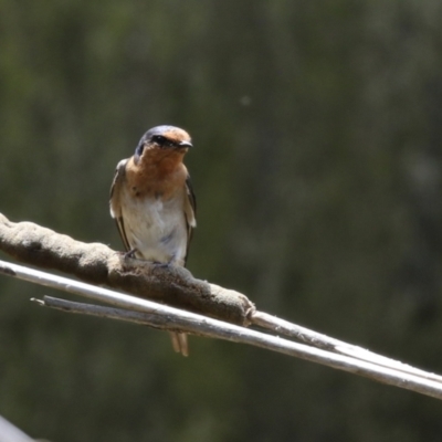 Hirundo neoxena (Welcome Swallow) at Isabella Plains, ACT - 27 Nov 2022 by RodDeb