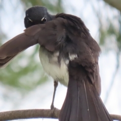 Rhipidura leucophrys (Willie Wagtail) at Isabella Plains, ACT - 27 Nov 2022 by RodDeb