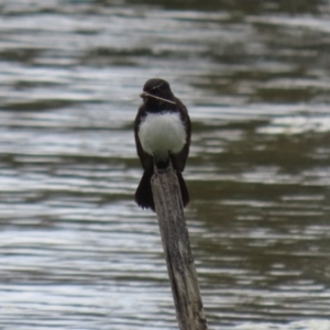 Rhipidura leucophrys at Isabella Plains, ACT - 27 Nov 2022