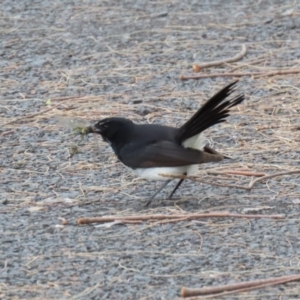 Rhipidura leucophrys at Isabella Plains, ACT - 27 Nov 2022