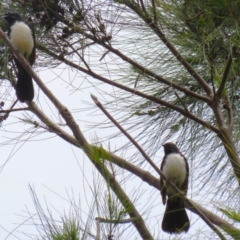 Rhipidura leucophrys at Isabella Plains, ACT - 27 Nov 2022