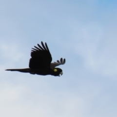 Zanda funerea (Yellow-tailed Black-Cockatoo) at Upper Stranger Pond - 27 Nov 2022 by RodDeb