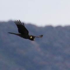 Zanda funerea at Isabella Plains, ACT - 27 Nov 2022