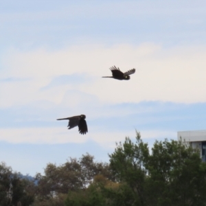 Zanda funerea at Isabella Plains, ACT - 27 Nov 2022 11:37 AM