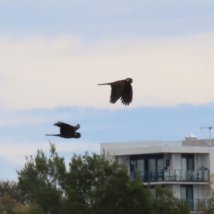 Zanda funerea at Isabella Plains, ACT - 27 Nov 2022 11:37 AM