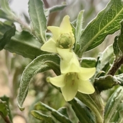 Billardiera scandens (Hairy Apple Berry) at Kowen, ACT - 28 Nov 2022 by Komidar