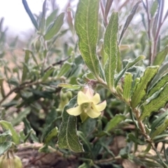 Billardiera scandens at Kowen, ACT - 28 Nov 2022