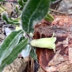 Billardiera scandens at Kowen, ACT - 28 Nov 2022