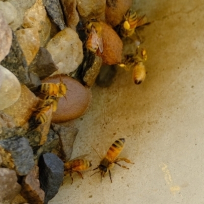 Apis mellifera (European honey bee) at Florey, ACT - 28 Nov 2022 by Kurt