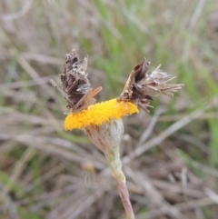 Heliocosma (genus - immature) (A tortrix or leafroller moth) at Boorowa, NSW - 23 Oct 2022 by michaelb