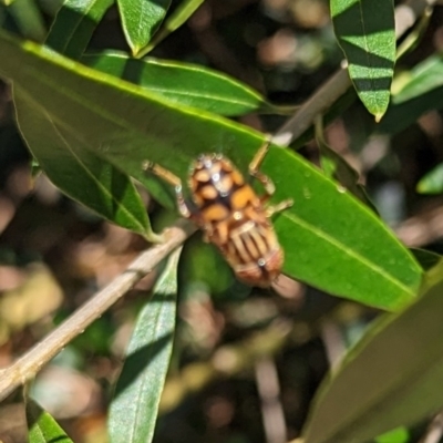 Eristalinus (genus) (A Hover Fly) at Phillip, ACT - 28 Nov 2022 by stofbrew