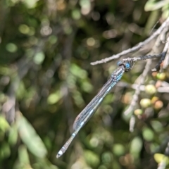 Austrolestes leda at Phillip, ACT - 28 Nov 2022