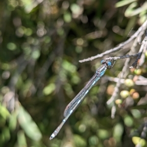 Austrolestes leda at Phillip, ACT - 28 Nov 2022 12:33 PM