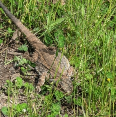 Pogona barbata (Eastern Bearded Dragon) at Red Hill Nature Reserve - 12 Nov 2022 by stofbrew