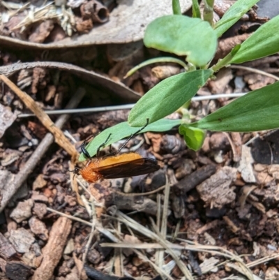 Bibio imitator (Garden maggot) at Phillip, ACT - 20 Nov 2022 by stofbrew