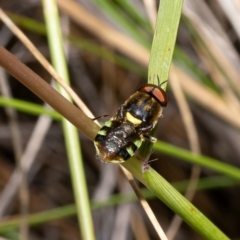 Odontomyia hunteri (Soldier fly) at Black Mountain - 28 Nov 2022 by Roger