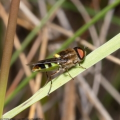 Odontomyia hunteri at Molonglo Valley, ACT - 28 Nov 2022