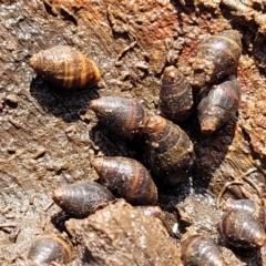 Unidentified Snail or Slug (Gastropoda) at Hyland Park, NSW - 26 Nov 2022 by trevorpreston